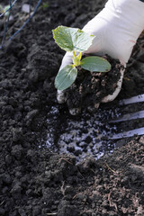 Cucumber seedling is prepared to be transplanted in to soil fertilized with crushed eggshells, cucumber seedling in hands of worker, gardening and growing cucumbers concept 
