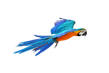 Colorful Macaw parrot flying isolated on transparent background png file