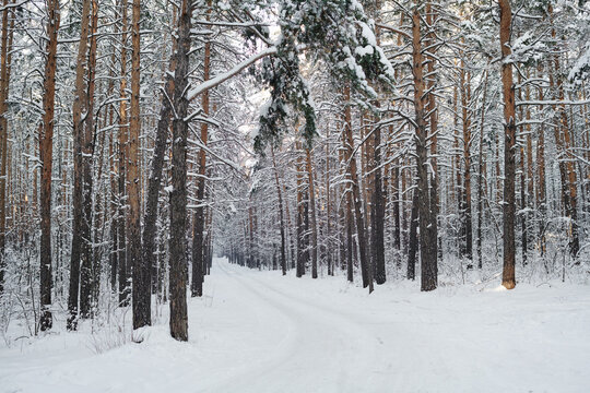 Horizontal image of winter forest in snowy weather with path for walking