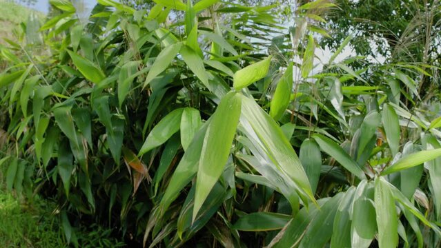 Awis grass or reed grass (Thysanolaena latifolia) swaying in the wind grows on the slopes of the mountain