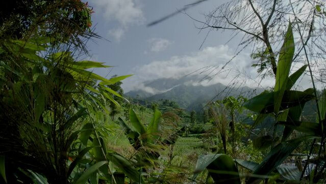 Awis grass or reed grass (Thysanolaena latifolia) swaying in the wind grows on the slopes of the mountain