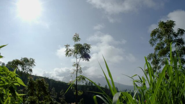 Napier grass (Pennisetum purpureum) which grows on the slopes of the mountain as a fodder stock