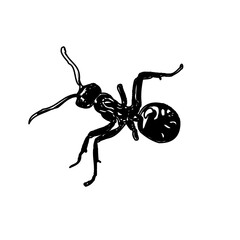 black and white sketch of an ant with a transparent background