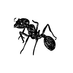 black and white sketch of an ant with a transparent background