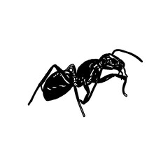 black and white sketch of an ant with a transparent background