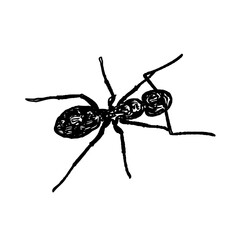 black and white sketch of an ant with a transparent background