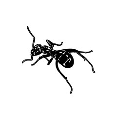 black and white sketch of an ant with a transparent background