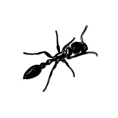 black and white sketch of an ant with a transparent background