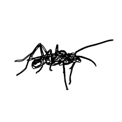 black and white sketch of an ant with a transparent background