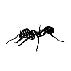black and white sketch of an ant with a transparent background