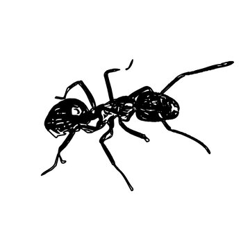 black and white sketch of an ant with a transparent background