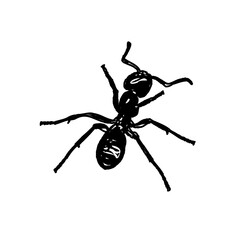 black and white sketch of an ant with a transparent background