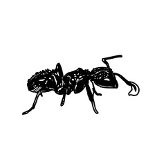 black and white sketch of an ant with a transparent background