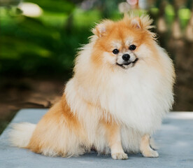 Pomeranian 