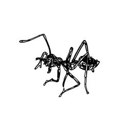 black and white sketch of an ant with a transparent background