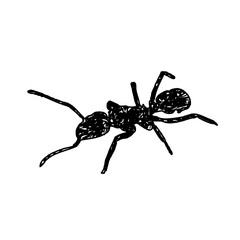 black and white sketch of an ant with a transparent background