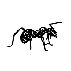 black and white sketch of an ant with a transparent background