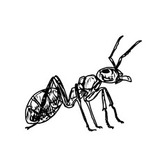 black and white sketch of an ant with a transparent background