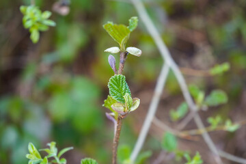 Close up of fresh new leaves in the spring