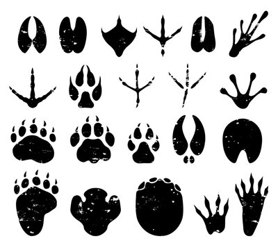 Wild Animal Foot Prints