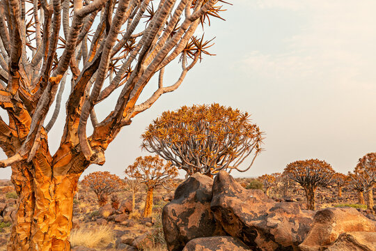 Quiver trees or aloe dichotoma in quiver forest . Kitmanshoop, Namibia. Africa