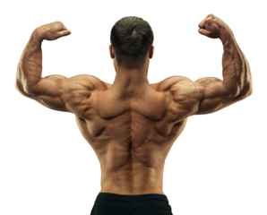 Handsome muscular male bodybuilder. Perfect muscular male body. Bodybuilder Back Double Bicep Pose Transparent PNG 