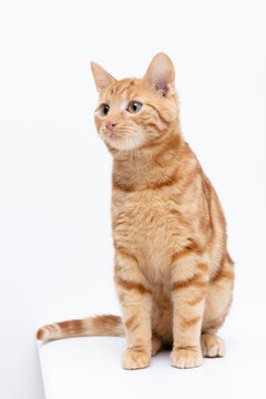 Katze rot, tabby, getigert, Freisteller