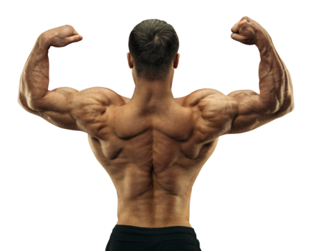 Handsome muscular male bodybuilder. Perfect muscular male body. Bodybuilder Back Double Bicep Pose Transparent PNG 