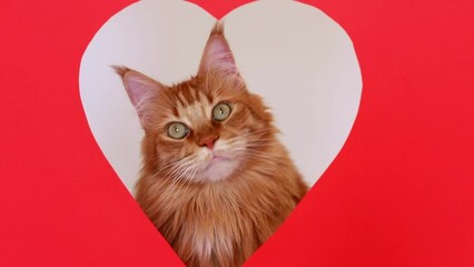 Valentine's Day cat. Cat pipes out of hole in the shape of heart on red background. Lettering Valentine's Day, concept, greeting card, commercial, poster. Adorable domestic kitty pets concept