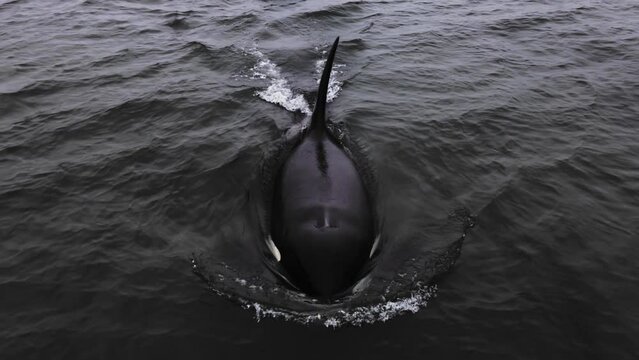 The orca is black and white, taken from a low height above the water.