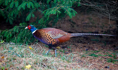 Male pheasant foraging for food in the undergrowth