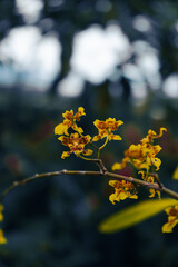 arachnis orchids jaune