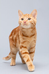 Katze rot, tabby, getigert, Freisteller