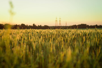 wheat field at sunset
