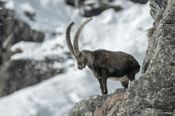 A male alpine ibex (Capra ibex) sleeps standing on a rock at the edge of a ravine against snowy slopes in the background. Italian Alps, Piedmont.