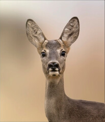 Close up of an young female European roe deer (Capreolus capreolus) with summer fur in alert, looking at camera, against soft brown bokeh, Italian Alps, Monviso natural Park. 