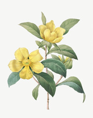 Antique flower illustrations . 

Vintage flower illustration for wall art. 

Botanical Illustrations by  Pierre Joseph Redouté (1833) 

Digitally enhaced by me

Copyright has expired on this artwork.