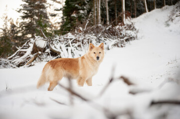 Estampa de perro en la nieve