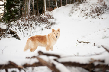 Estampa de perro en la nieve