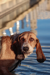 Dog in the water. Palau Sant Jordi, Barcelona.