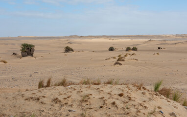 Fototapeta na wymiar Barren desert landscape in hot climate with bushes