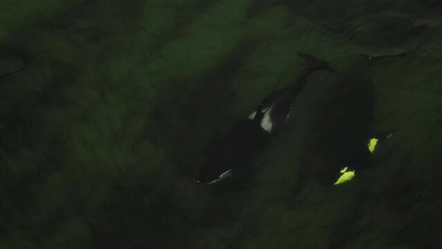 The killer whale swims on the greenish water. Shooting from the quadcopter from above.
