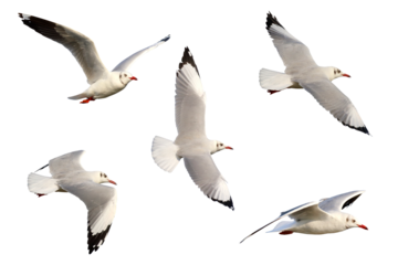 Beautiful seagulls flying isolated on transparent background png file