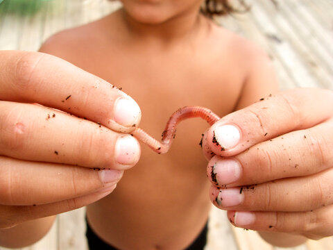 Little boy holding close-up of worm.
