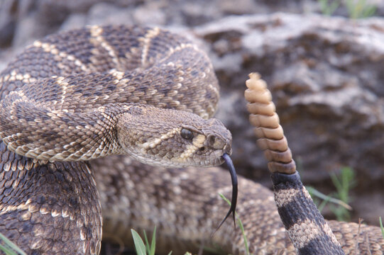 A rattlesnake coils near a rocky outcrop, Oklahoma, USA.