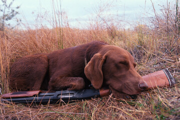 A Chocolate Lab rests on a shotgun after duck hunting in Washington State.