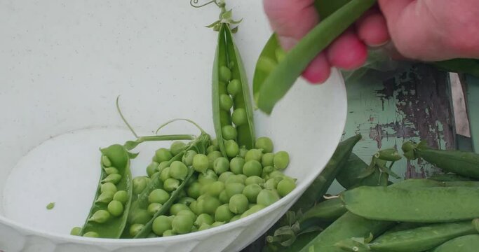 Extraction of peas from the pod, which are collected in a container