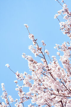 벚꽃과 하늘