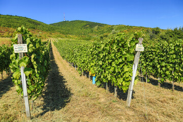 Szarvas vineyard on the Tokaj Hill