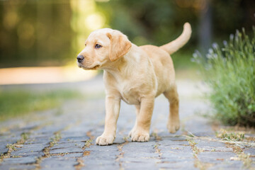 Goldener Labrador bei Auslauf im Garten, Welpen Prägung